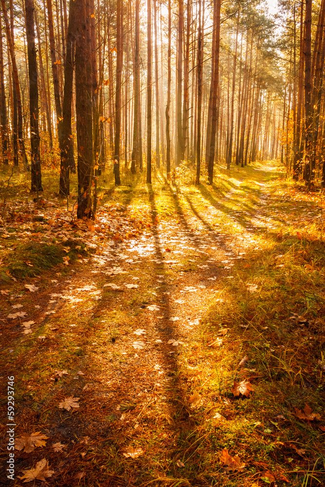 Fototapeta premium Colorful autumn trees in forest