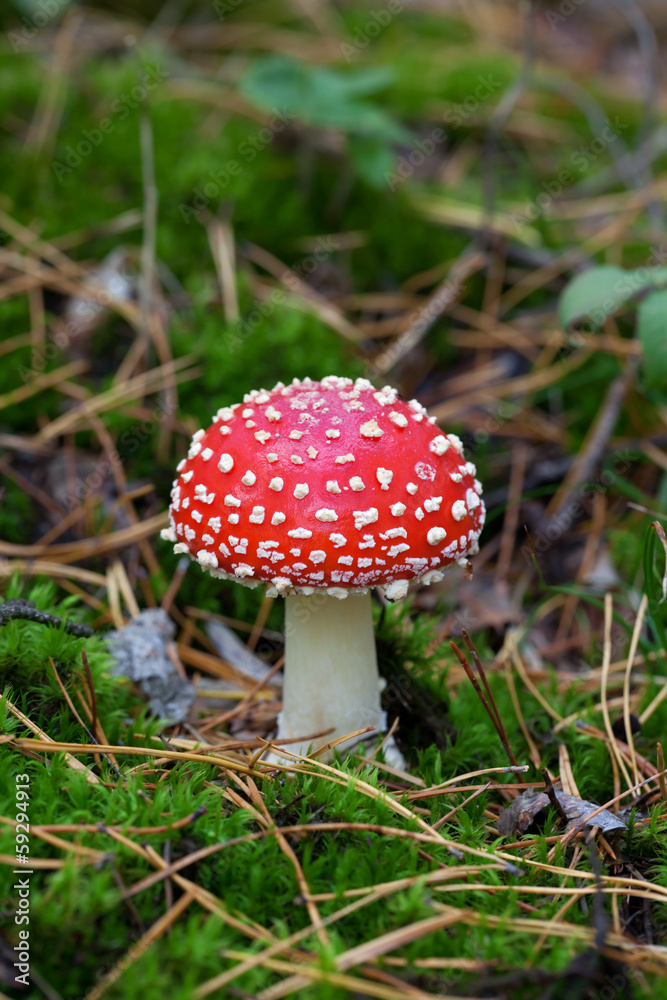 Fly agaric (Amanita muscaria) in forest Fly agaric (Amanita muscaria) in forest