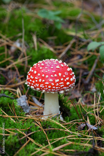 Fly agaric (Amanita muscaria) in forest © BSANI