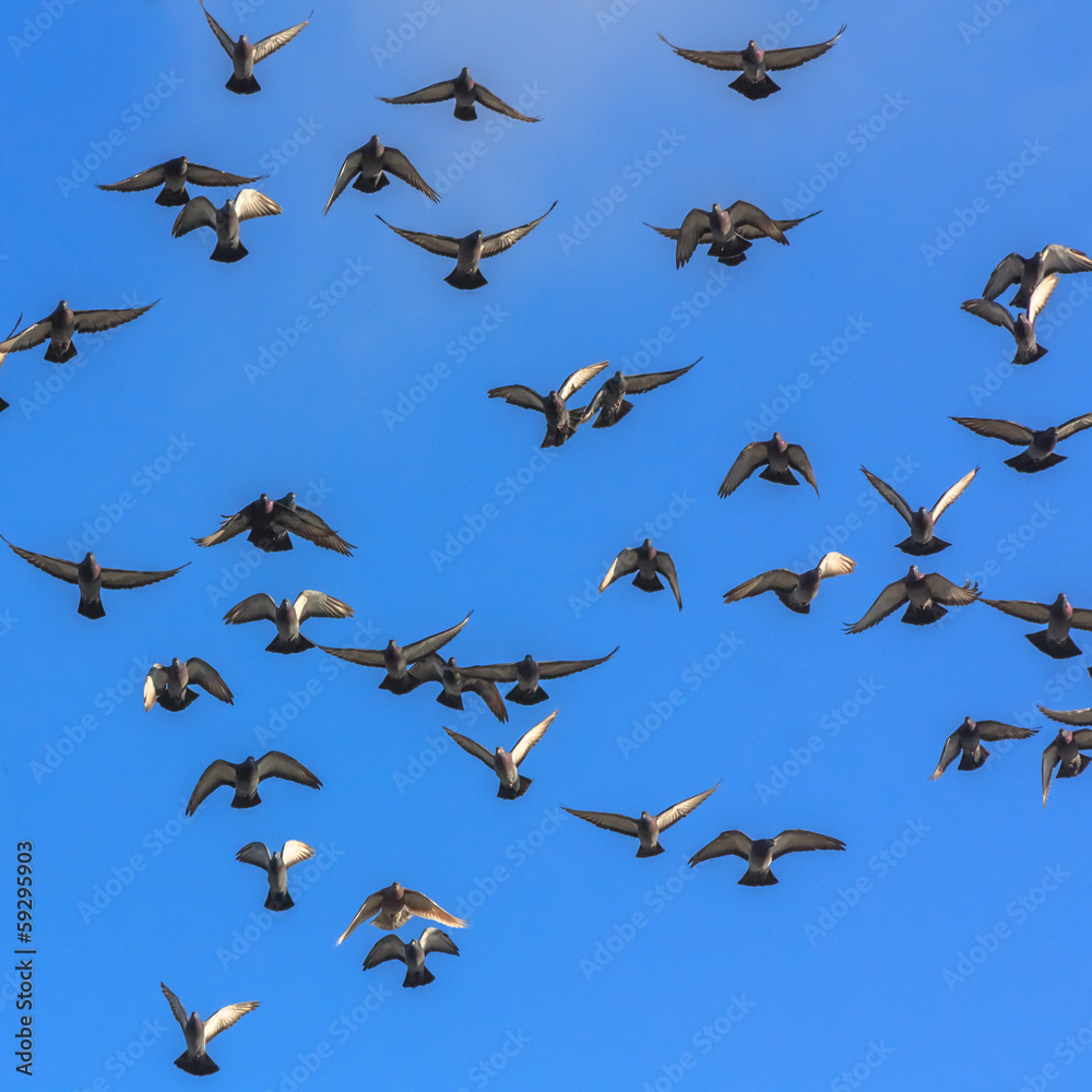 Fototapeta premium Doves And Pigeons In Flight