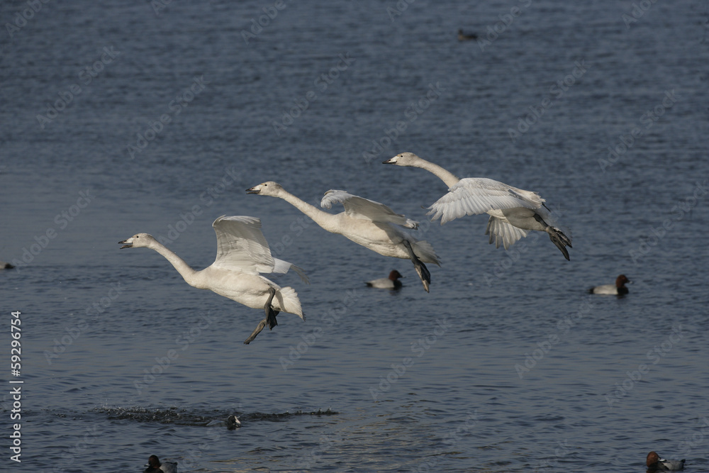 Whooper swan, Cygnus cygnus