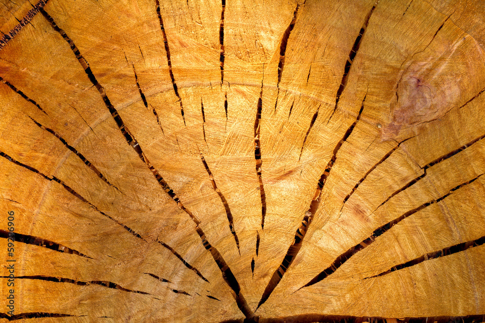Naklejka premium Wood