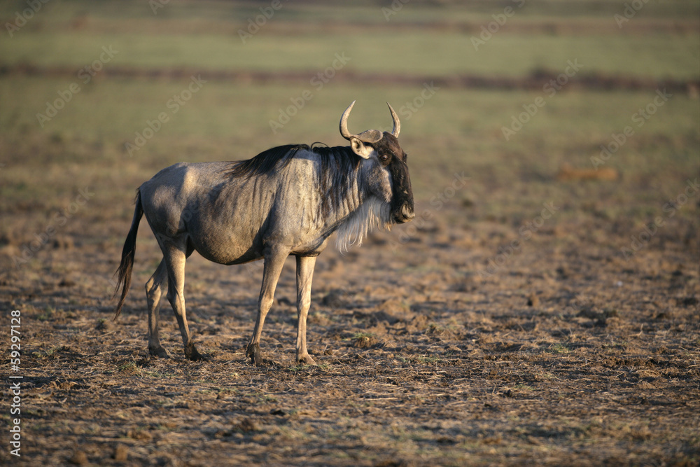 Wildebeest, Connochaetes taurinus Wildebeest, Connochaetes taurinus