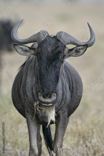Wildebeest, Connochaetes taurinus