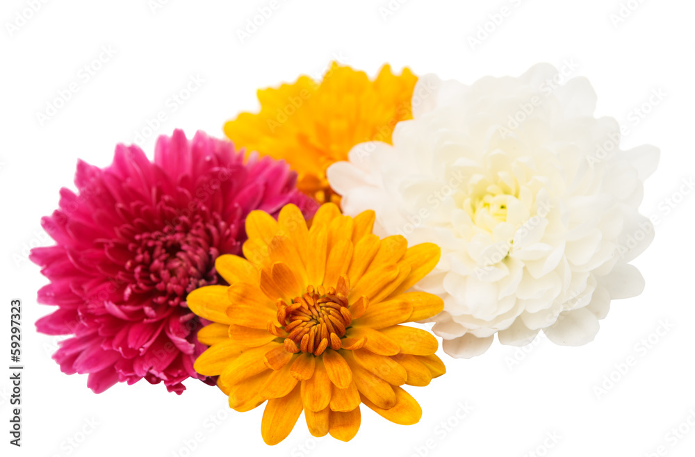 chrysanthemum isolated
