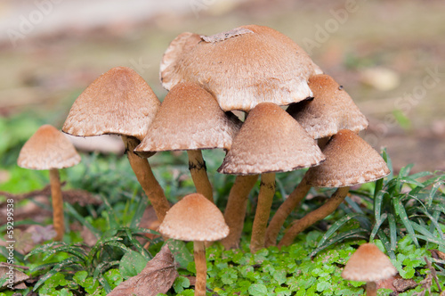 Small mushrooms in a forest