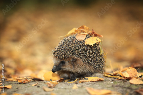 Hedgehog in the autumn forest