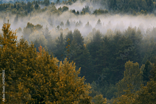 forest above the fog