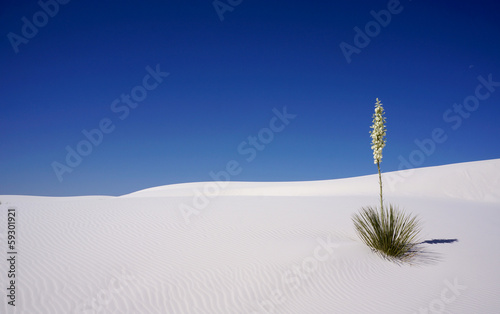 White Sands Yucca, New Mexico photo