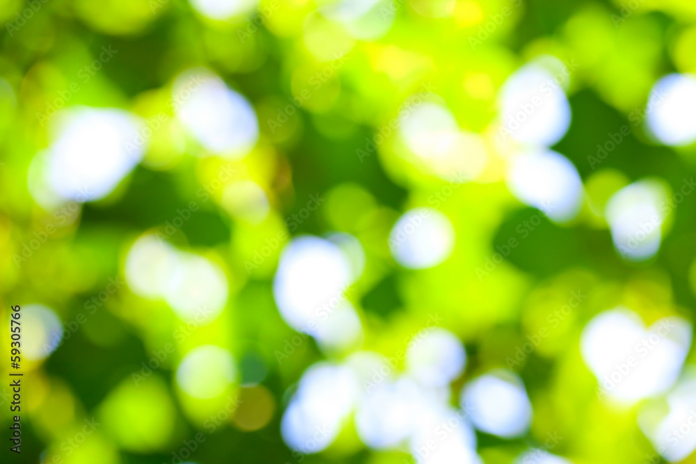 Defocused abstract bokeh foliage Defocused abstract bokeh foliage