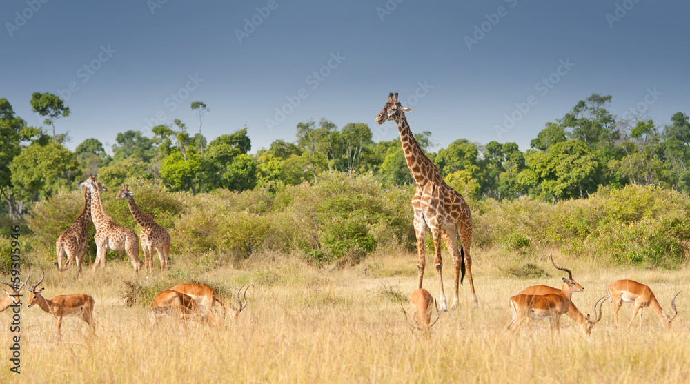 Naklejka premium giraffes and impalas grazing in the savannah in kenya