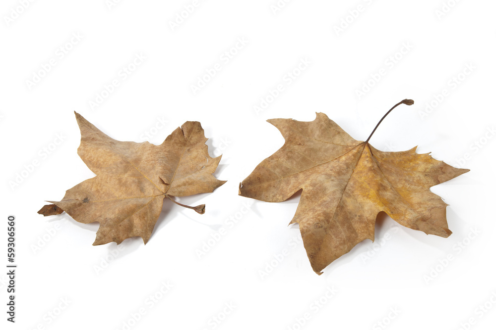 Naklejka premium Leaves on the floor