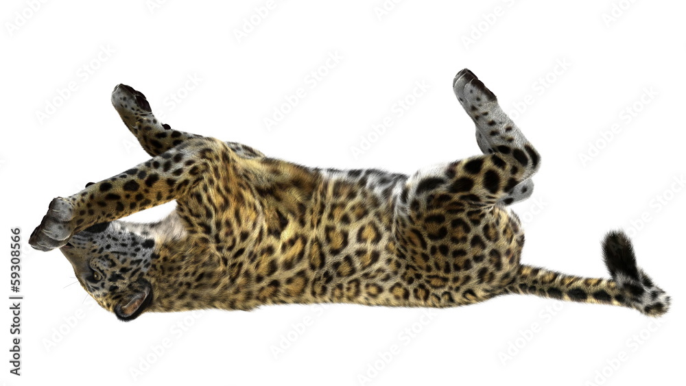 ヒョウ ヒョウ