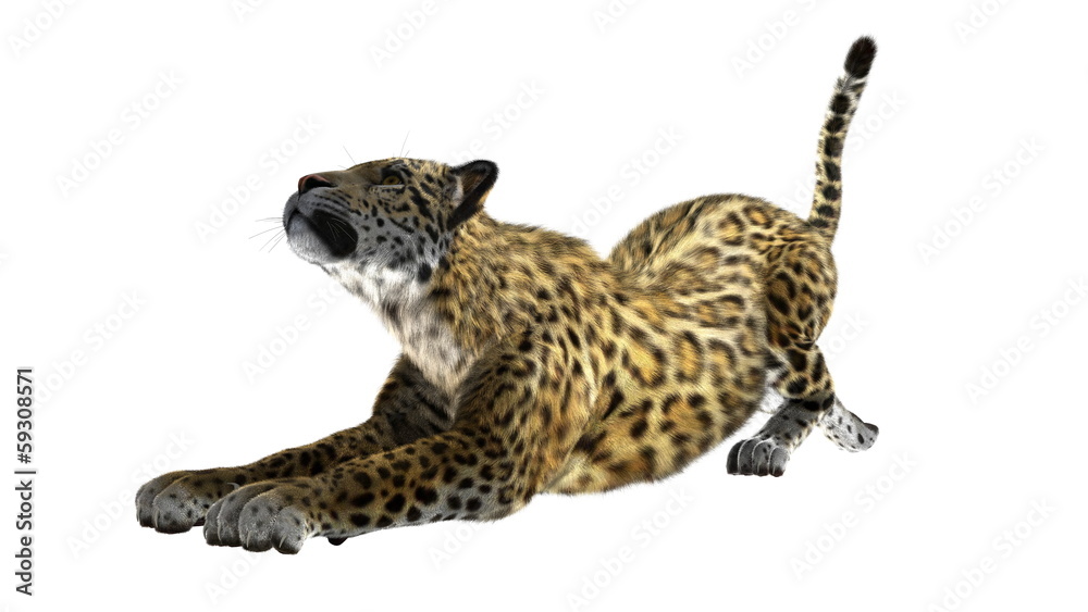 Fototapeta premium ヒョウ