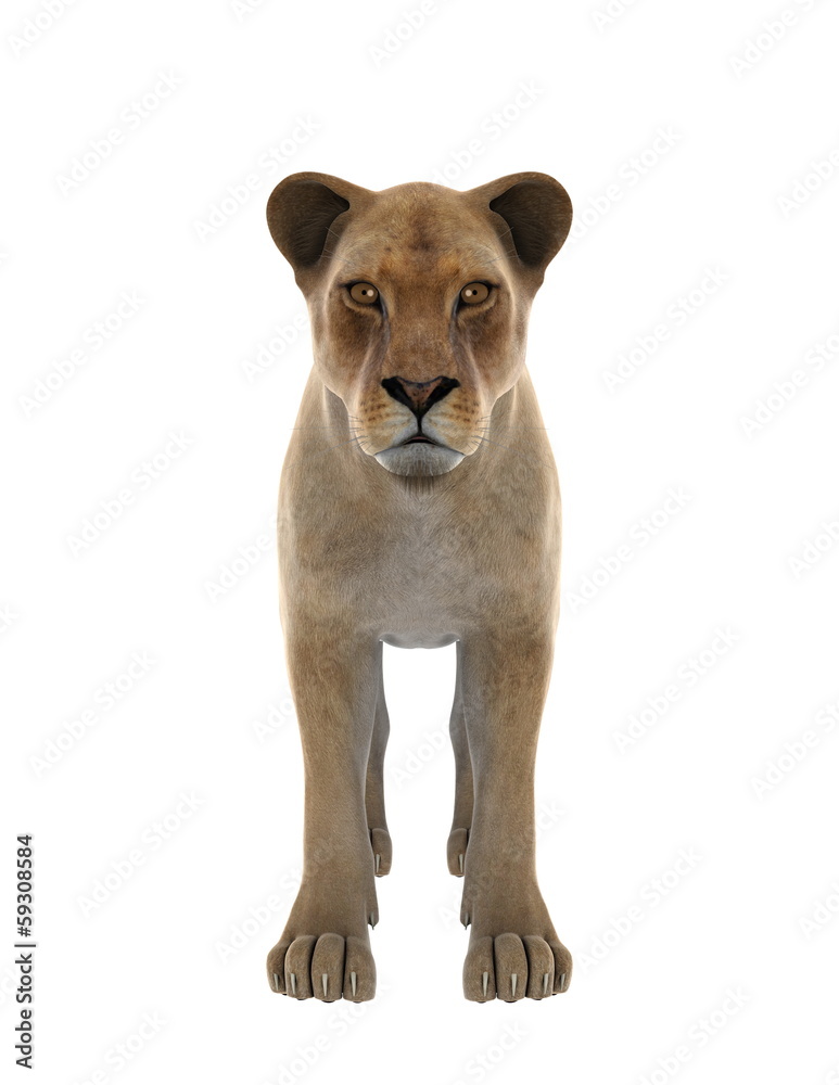 Obraz premium ライオン