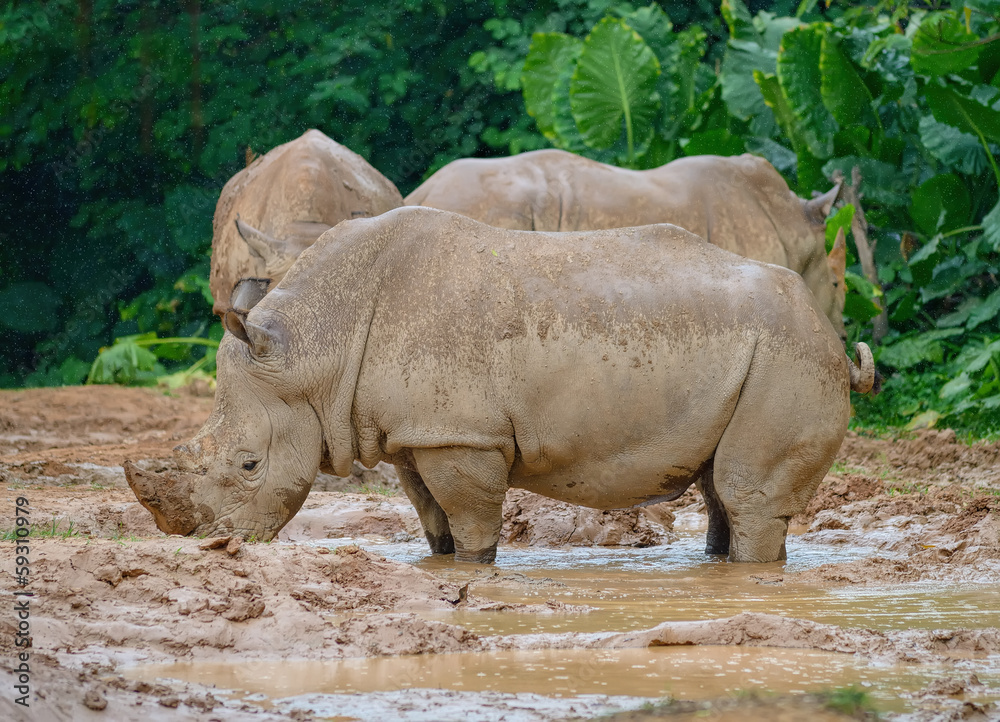 Obraz premium rhinoceros