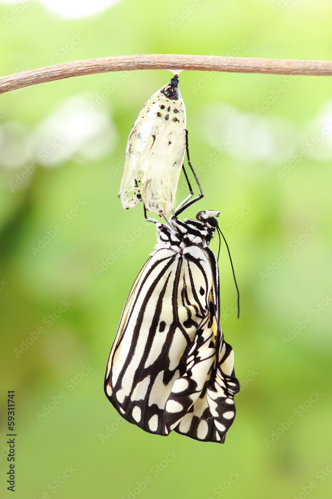 Naklejka premium butterfly change form chrysalis
