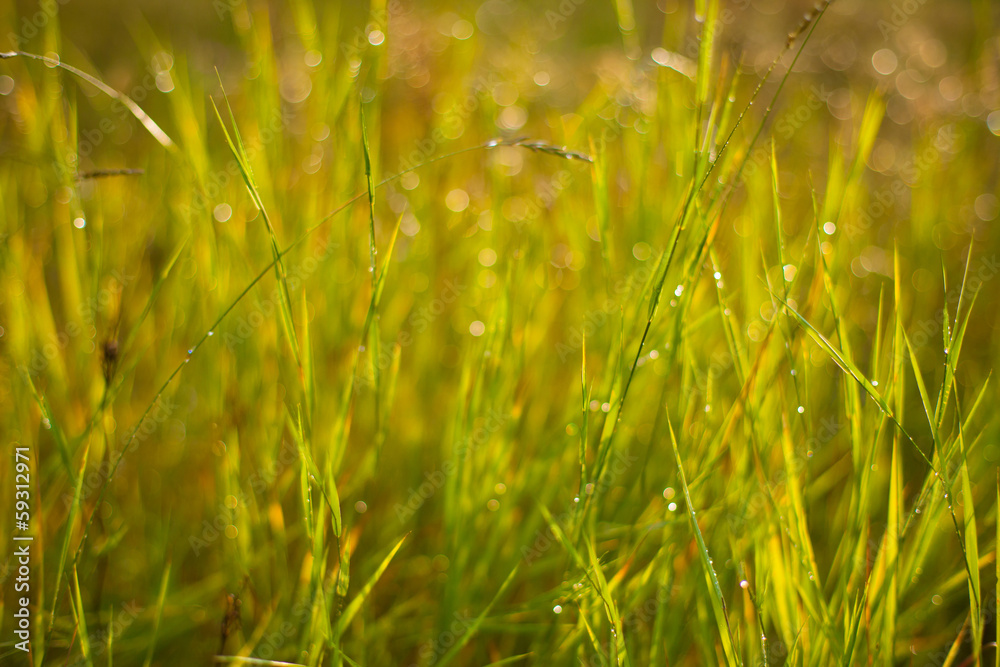 faerie lights grass faerie lights grass