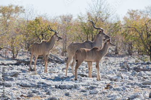 Kudu antelope group