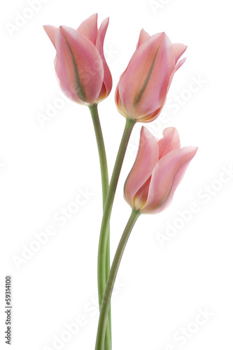 tulip