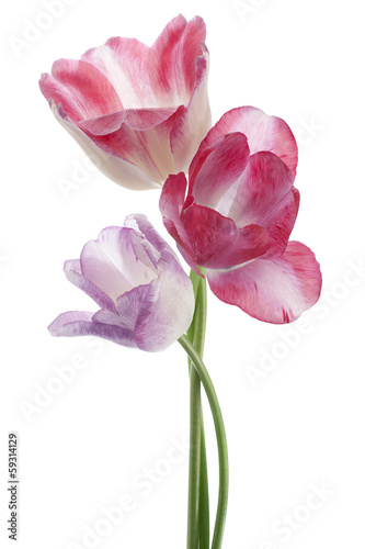 Fototapeta Naklejka Na Ścianę i Meble -  tulip