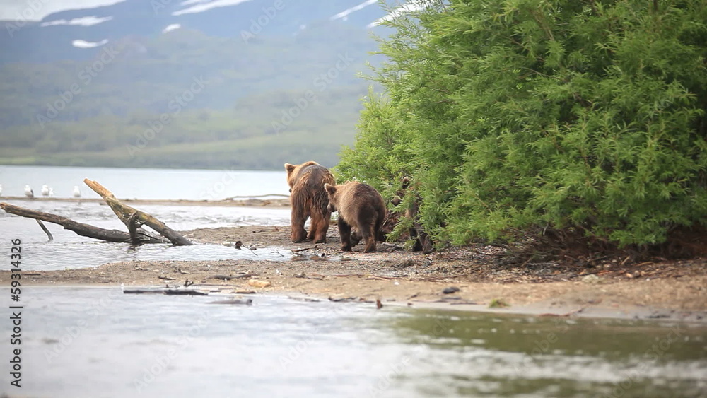 bears fishing