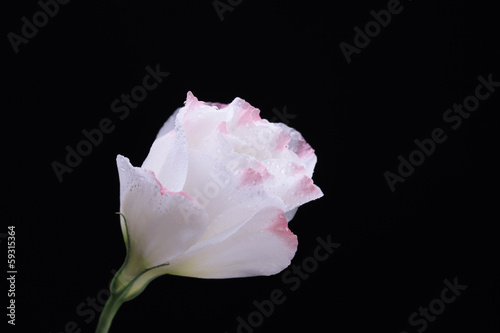 Eustoma flower  isolated on black