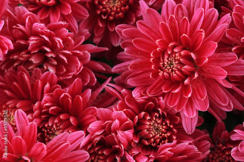 Fototapeta Naklejka Na Ścianę i Meble -  Bouquet of pink autumn chrysanthemum, close up