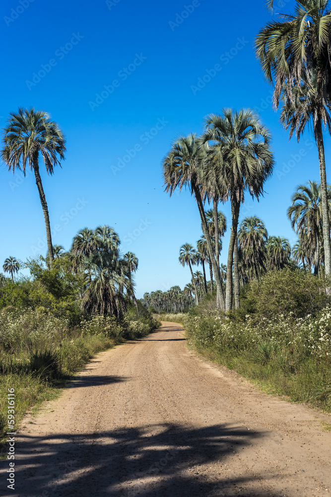 Palms on El Palmar National Park, Argentina