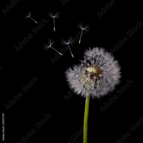 Fototapeta stary mniszek lekarski i latające nasiona na czarno