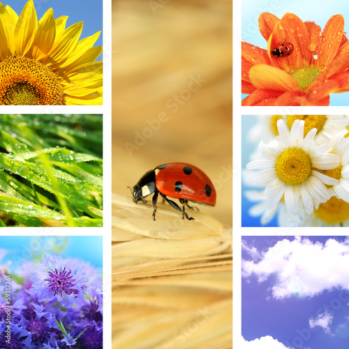 Fototapeta Naklejka Na Ścianę i Meble -  Collage of beautiful nature
