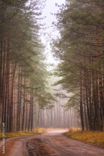Road Fog In Forest