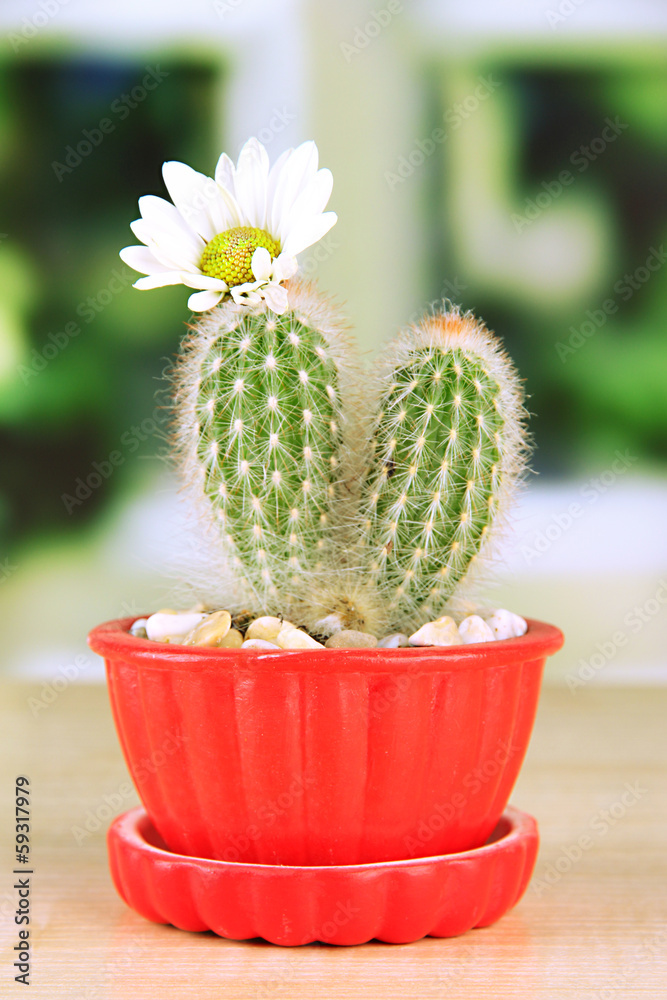 Cactus in flowerpot with flower, on wooden windowsill Cactus in flowerpot with flower, on wooden windowsill