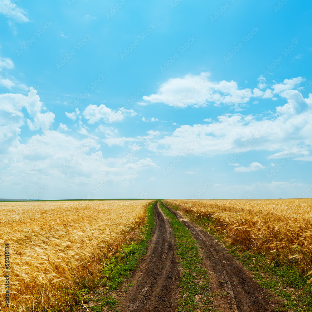 Fototapeta premium dirty road in golden fields and clouds over it