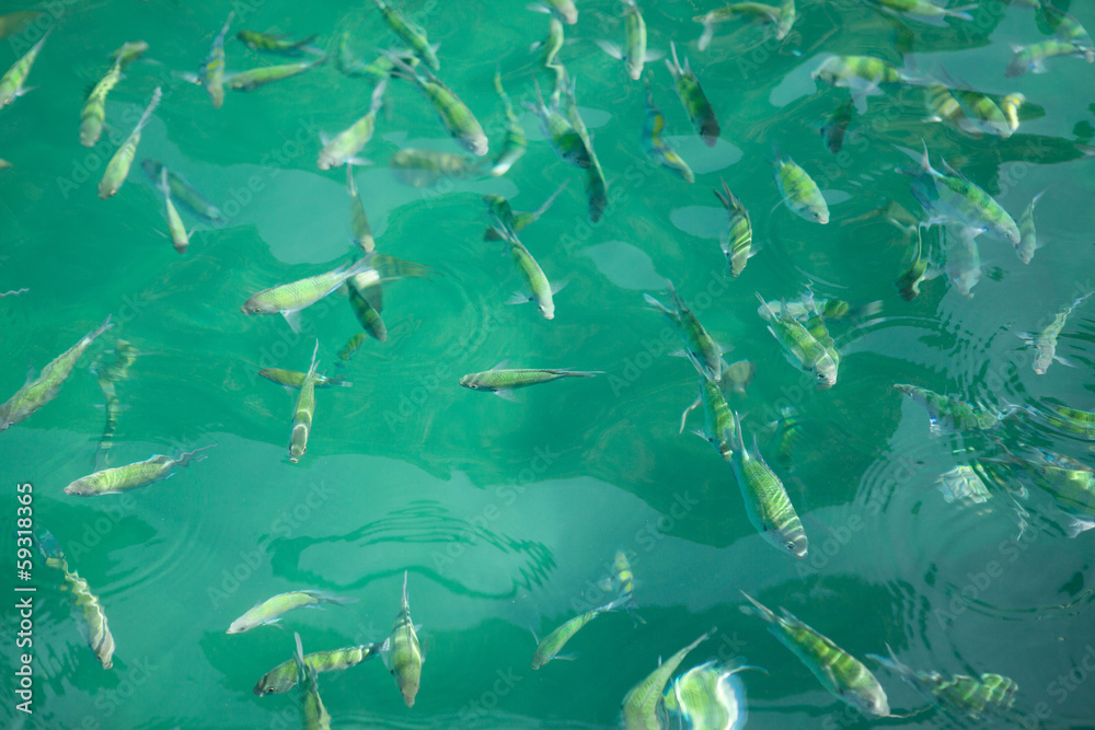 Fototapeta premium Archer fish in Andaman sea