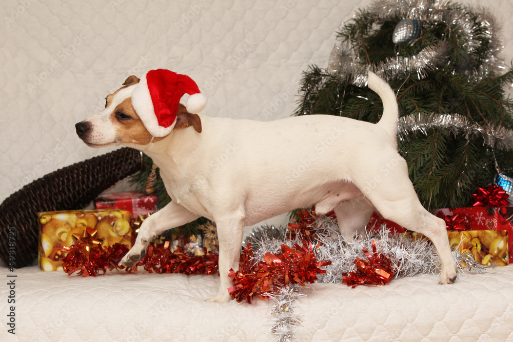 Adorable Jack russell terrier with Santa hat in a christmas Adorable Jack russell terrier with Santa hat in a christmas