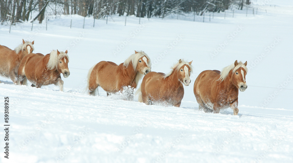 Batch of haflingers together in winter Batch of haflingers together in winter
