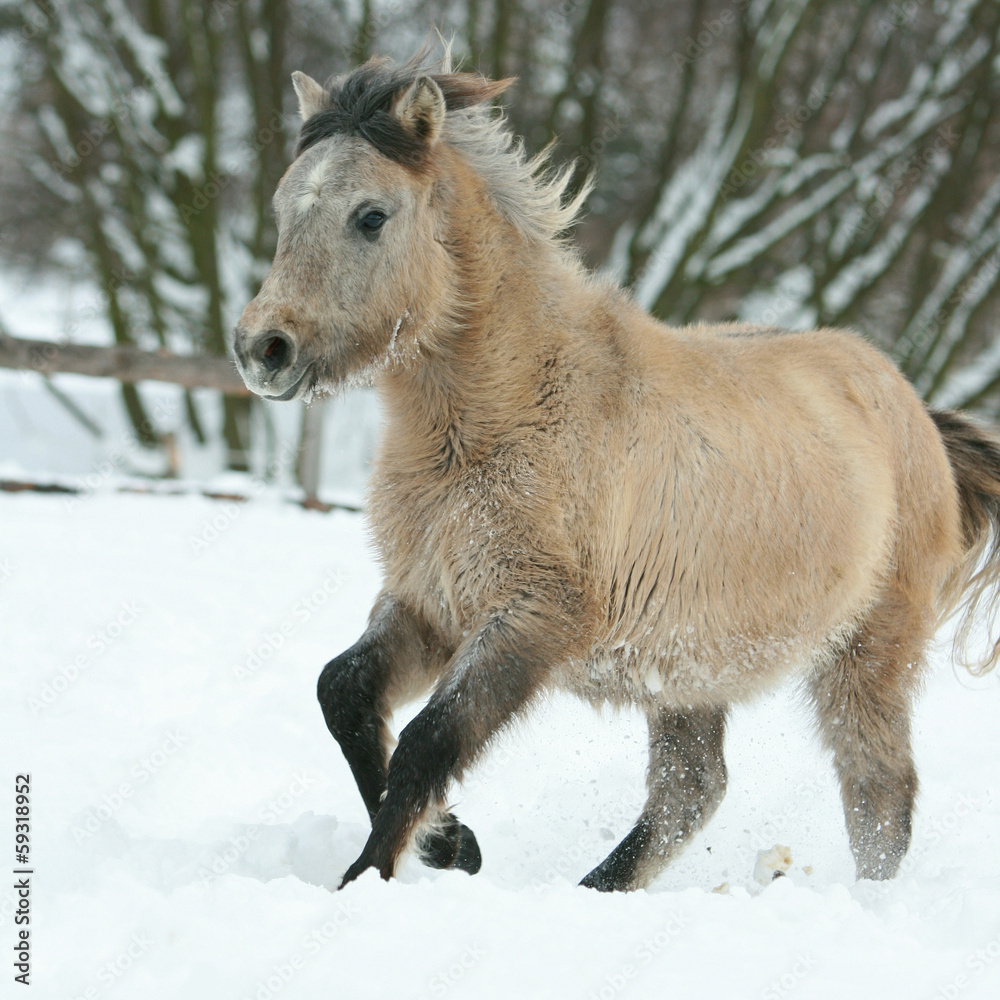 Adorable and cute bay pony running in winter Adorable and cute bay pony running in winter