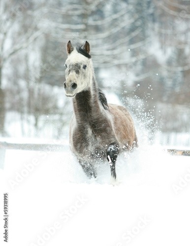 Gorgeous arabian horse running in winter