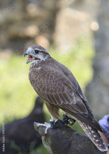 Portrait of a screaming falcon © stepmar