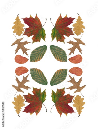 multicolor leaves as background