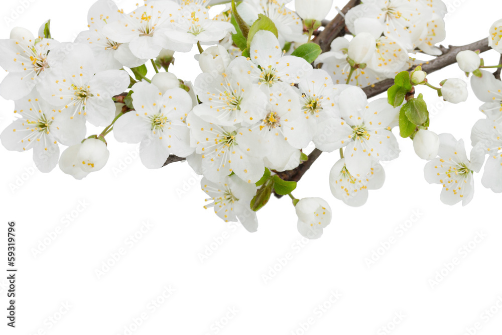 Blossoming Plum Flowers