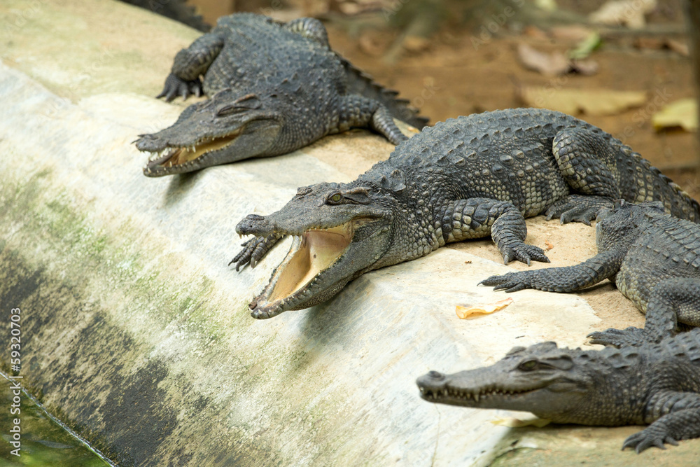 Fototapeta premium Alligator