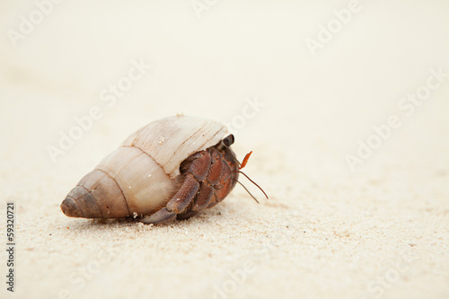 Valokuvatapetti Hermit Crab on the sandy beach