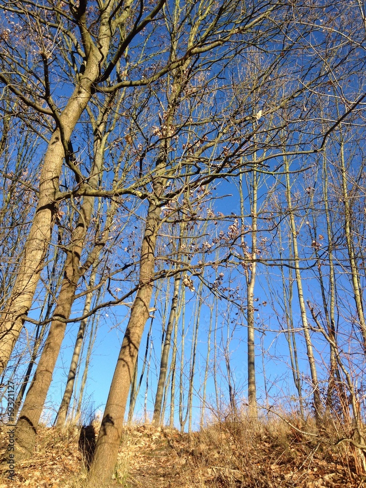 Hochformatige Aufnahme von kahlen Bäumen vor blauem Himmel Hochformatige Aufnahme von kahlen Bäumen vor blauem Himmel