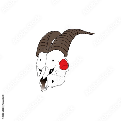 Череп