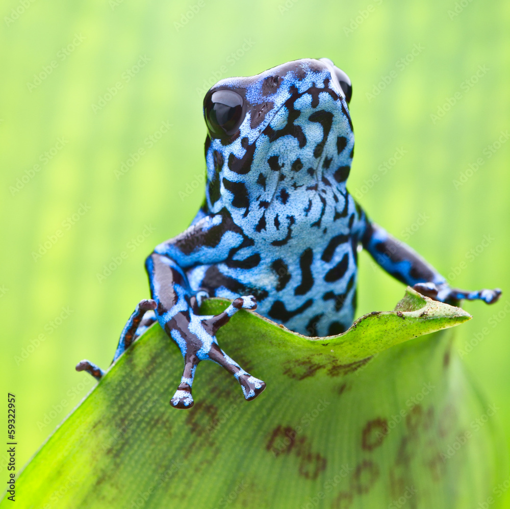 Fototapeta premium Dendrobates pumilio Colubre