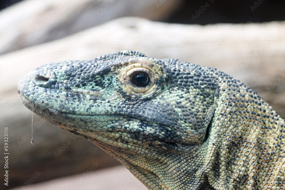 Fototapeta TIERE_1854_Komodowaran