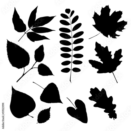 Set of silhouettes of different leaves