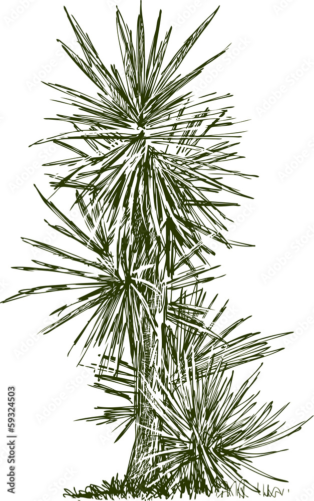 palm palm